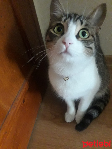 Tekir Kedi, Kedi  Boncuk fotoğrafı