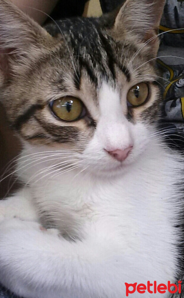 Tekir Kedi, Kedi  Boncuk fotoğrafı