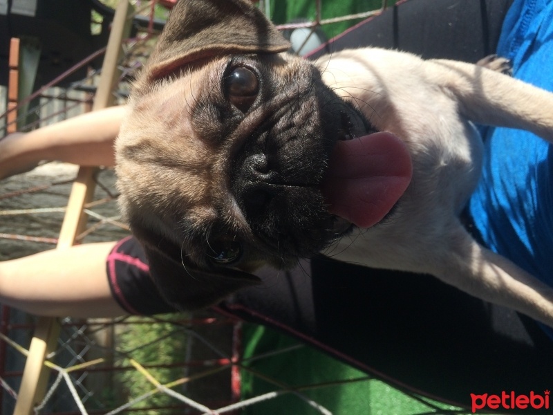 Pug, Köpek  postal fotoğrafı