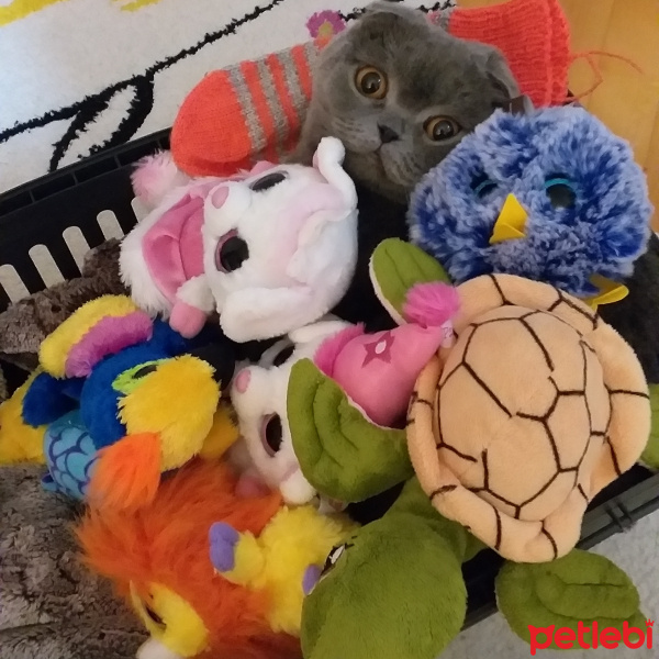 Scottish Fold, Kedi  Duman fotoğrafı