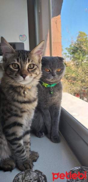 Scottish Fold, Kedi  Duman fotoğrafı