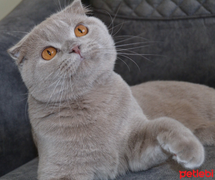 Scottish Fold, Kedi  Hugo fotoğrafı