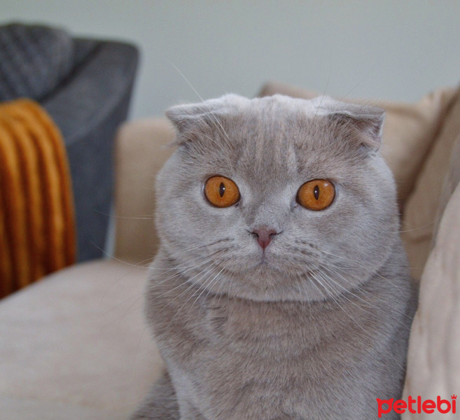 Scottish Fold, Kedi  Hugo fotoğrafı
