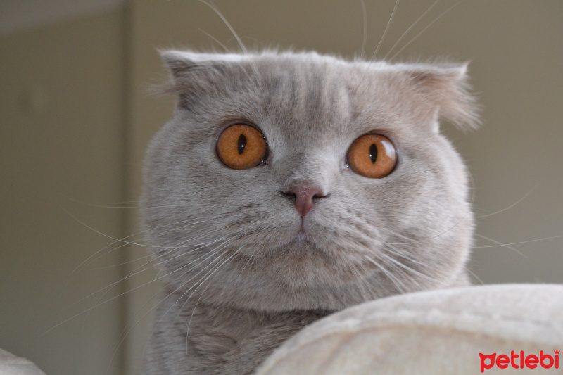 Scottish Fold, Kedi  Hugo fotoğrafı