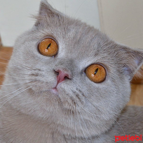 Scottish Fold, Kedi  Hugo fotoğrafı