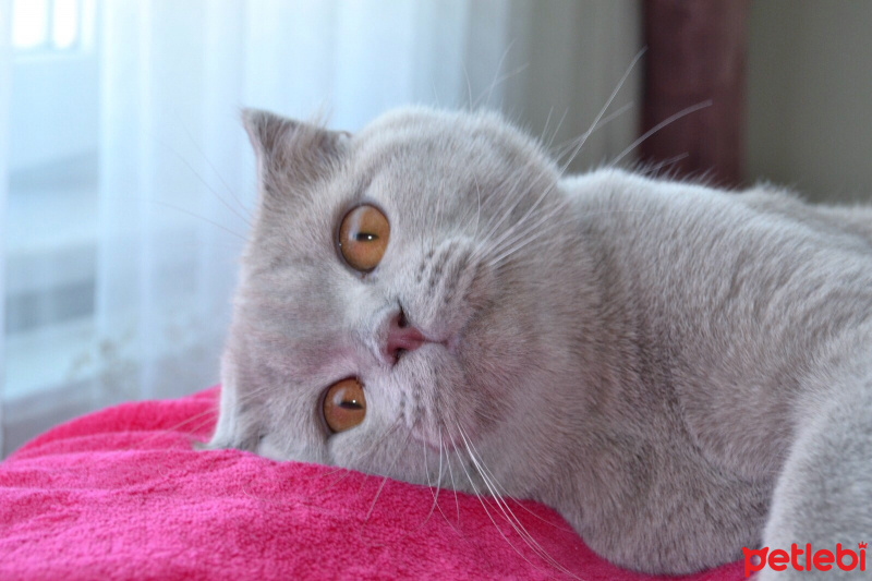 Scottish Fold, Kedi  Hugo fotoğrafı