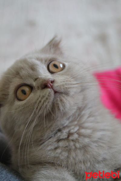 Scottish Fold, Kedi  Hugo fotoğrafı