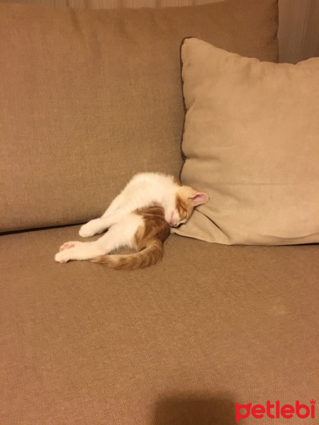 Sarman, Kedi  Jelibon fotoğrafı