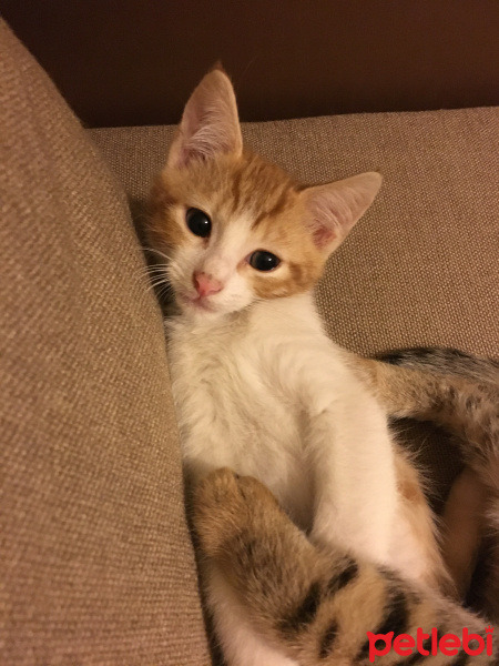 Sarman, Kedi  Jelibon fotoğrafı