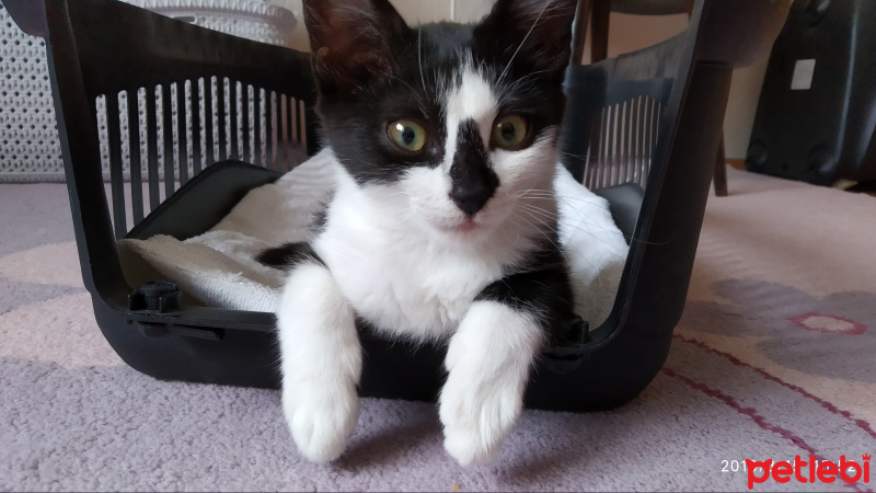 Tekir Kedi, Kedi  kei fotoğrafı