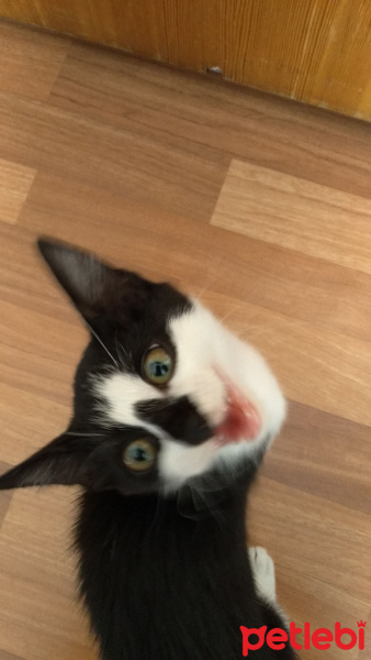 Tekir Kedi, Kedi  kei fotoğrafı