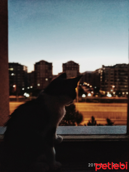 Tekir Kedi, Kedi  kei fotoğrafı