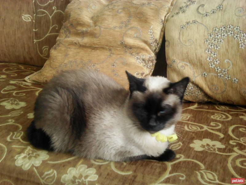 Siyam Kedisi, Kedi  yasemin fotoğrafı