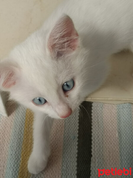 Ankara Kedisi, Kedi  Maya fotoğrafı