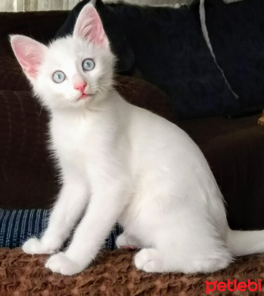 Ankara Kedisi, Kedi  Maya fotoğrafı