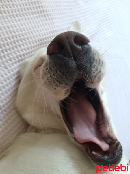 Labrador Retriever, Köpek  Mona Lisa fotoğrafı