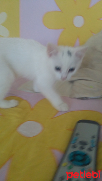 Van Kedisi, Kedi  Pamuk fotoğrafı