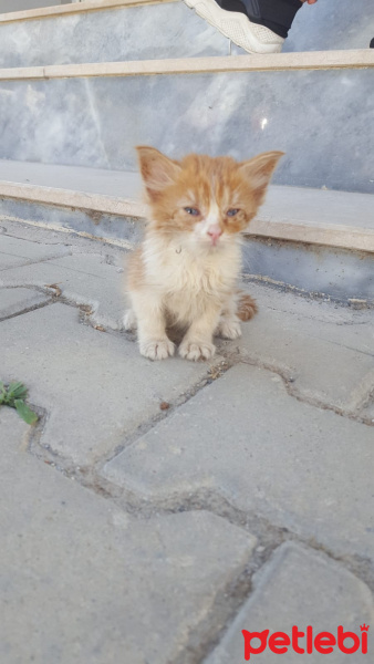 Sarman, Kedi  Bebek fotoğrafı