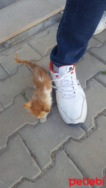 Sarman, Kedi  Bebek fotoğrafı