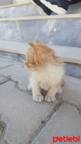 Sarman, Kedi  Bebek fotoğrafı