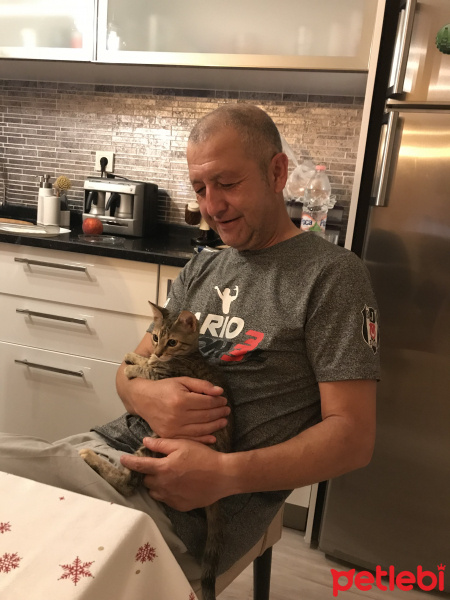 Tekir Kedi, Kedi  catarina fotoğrafı