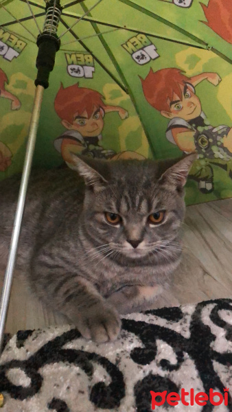 British Shorthair, Kedi  Uzay fotoğrafı