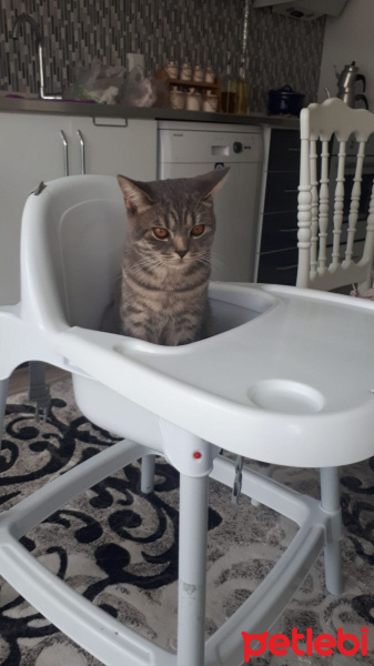 British Shorthair, Kedi  Uzay fotoğrafı