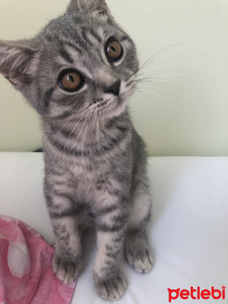 British Shorthair, Kedi  Uzay fotoğrafı