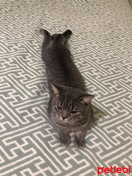 British Shorthair, Kedi  Uzay fotoğrafı