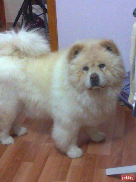 Chow Chow (çin Aslanı), Köpek  deniz fotoğrafı