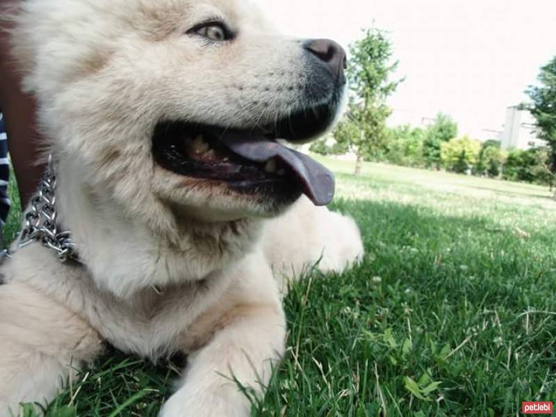 Chow Chow (çin Aslanı), Köpek  deniz fotoğrafı