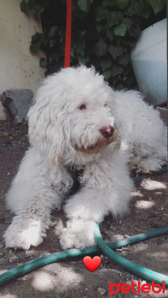 Maltese, Köpek  Yaman fotoğrafı