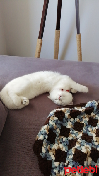 British Shorthair, Kedi  Şarlo fotoğrafı