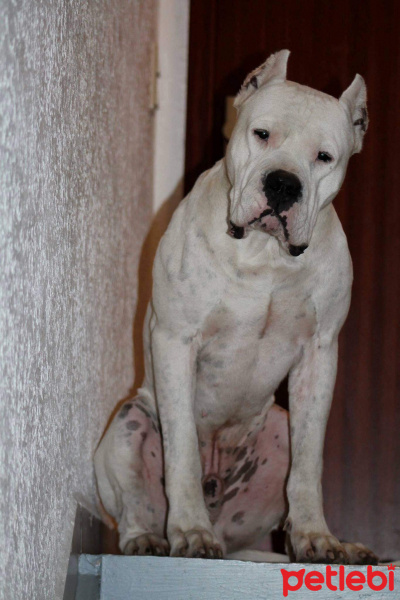 Dogo Arjantin, Köpek  Furlan fotoğrafı