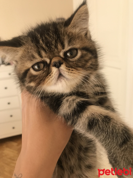 Exotic Shorthair, Kedi  Köfte fotoğrafı