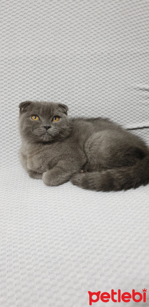Scottish Fold, Kedi  Gölge fotoğrafı