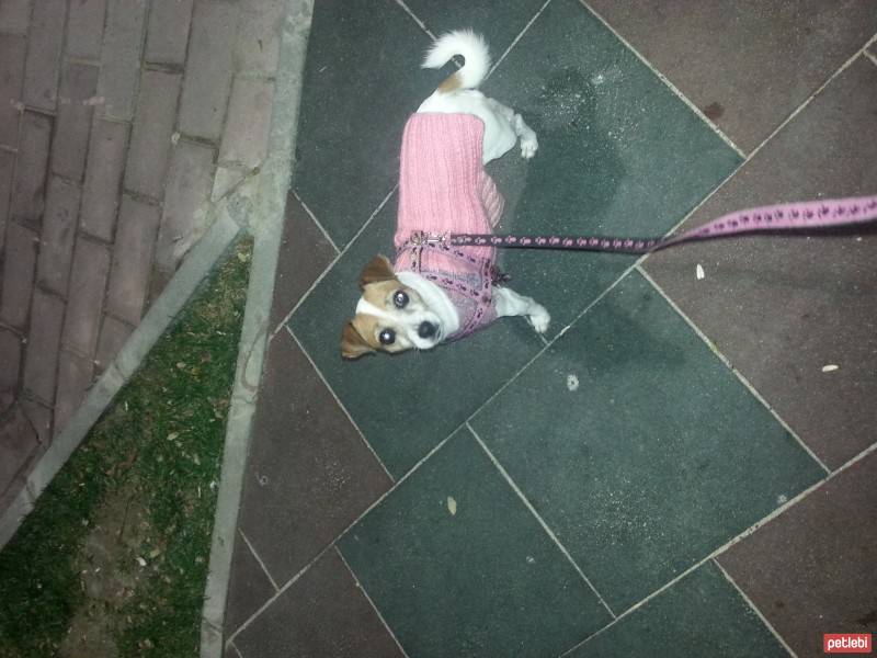 Jack Russell Terrier, Köpek  çilek fotoğrafı