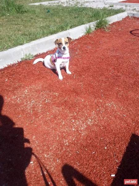 Jack Russell Terrier, Köpek  çilek fotoğrafı