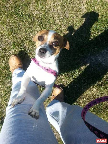 Jack Russell Terrier, Köpek  çilek fotoğrafı