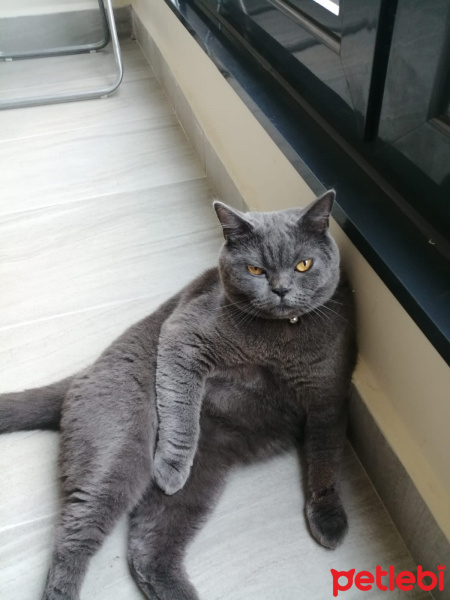British Shorthair, Kedi  Sherlock fotoğrafı