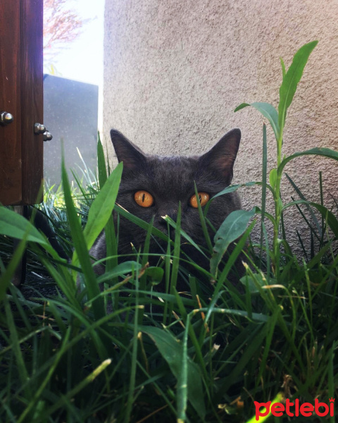 British Shorthair, Kedi  Sherlock fotoğrafı