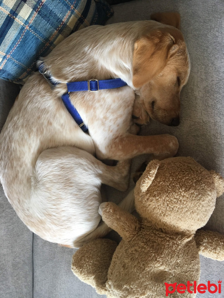 Labrador Retriever, Köpek  Barut fotoğrafı