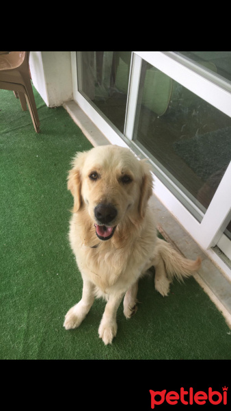 Golden Retriever, Köpek  Aras fotoğrafı