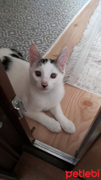 Tekir Kedi, Kedi  Alaca fotoğrafı