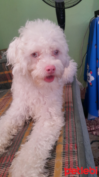 Maltese, Köpek  Boncuk fotoğrafı