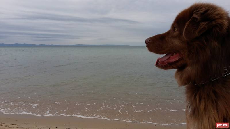 Sokö (Sokak Köpeği), Köpek  toprak fotoğrafı