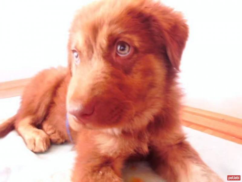Sokö (Sokak Köpeği), Köpek  toprak fotoğrafı