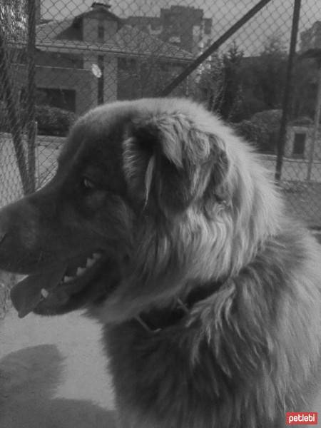 Sokö (Sokak Köpeği), Köpek  toprak fotoğrafı
