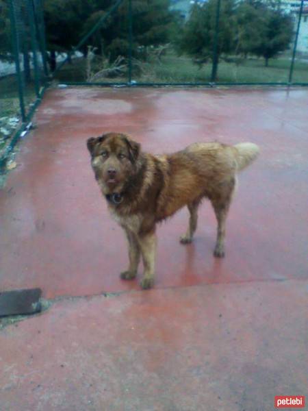 Sokö (Sokak Köpeği), Köpek  toprak fotoğrafı