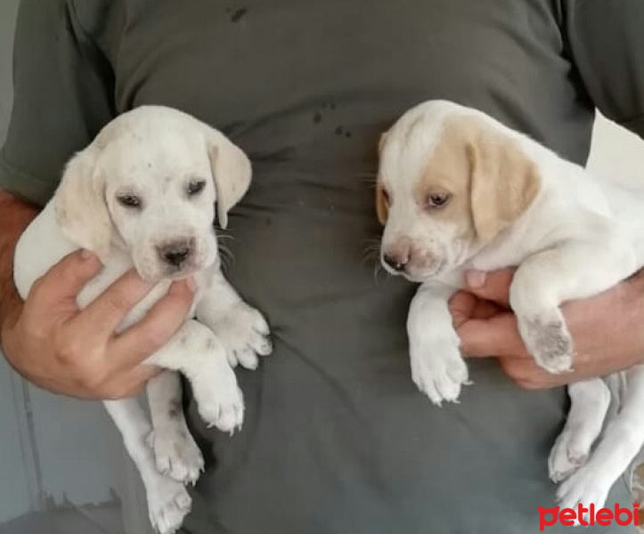 Pointer, Köpek  Duman ve barut fotoğrafı